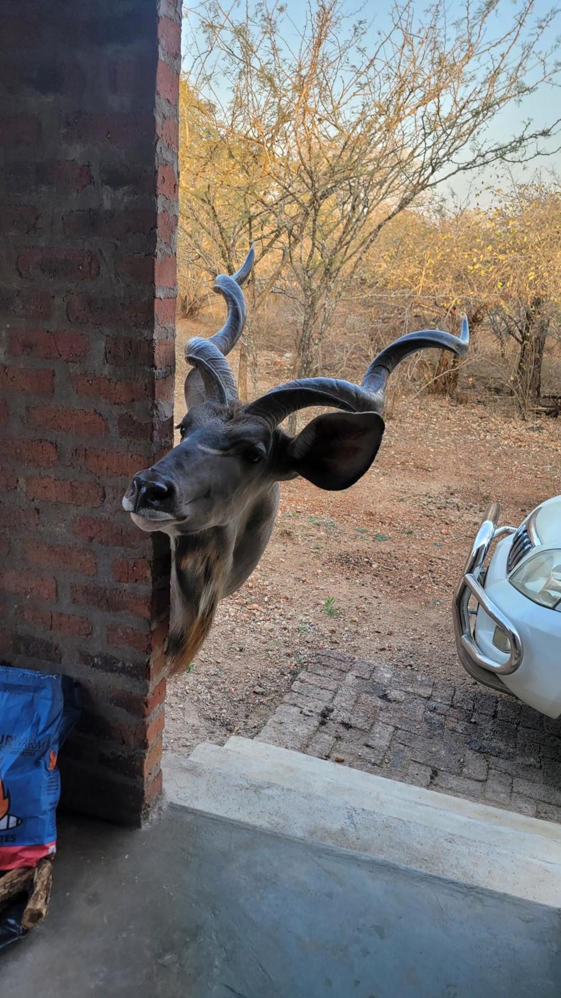 Kruger'S Retreat House & Kruger'S Rest Studio Marloth Park Kültér fotó